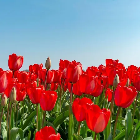 Tatil Evi In Near Callantsoog