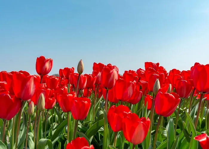 Holiday home In Near Callantsoog